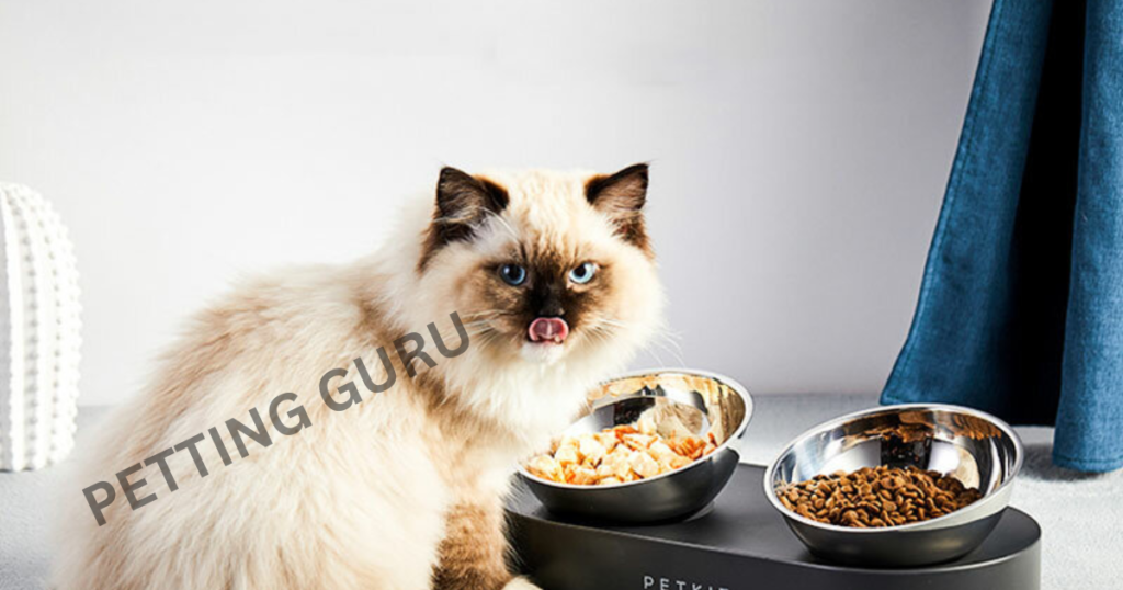Is Rachael Ray Wet Cat Food Good for Your Feline Friend's Health?
