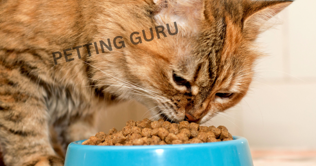 Authority Cat Food Reviews